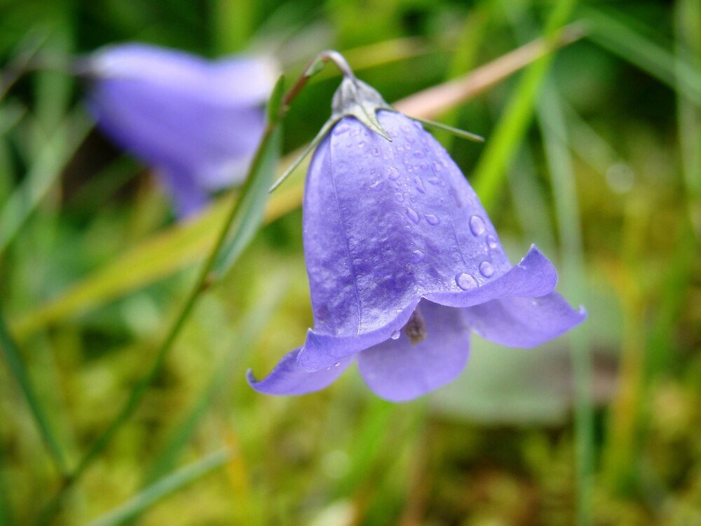 Campanula w ogrodzie: jak uprawiać i pielęgnować kwiat z dzwonkami
