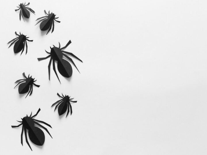 Czarne robaki w domu: Jak je rozpoznać i skutecznie wyeliminować