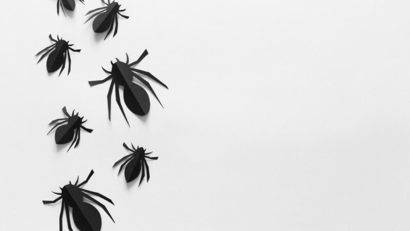 Czarne robaki w domu: Jak je rozpoznać i skutecznie wyeliminować