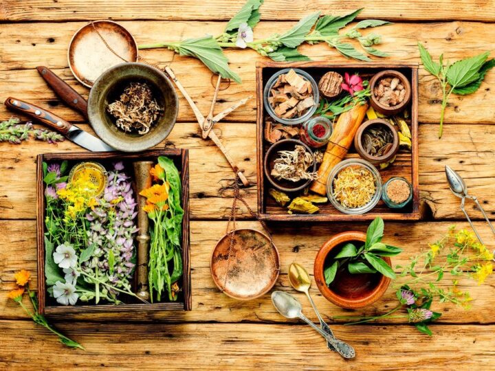 Poziewnik szorstki: właściwości i zastosowanie w ziołolecznictwie