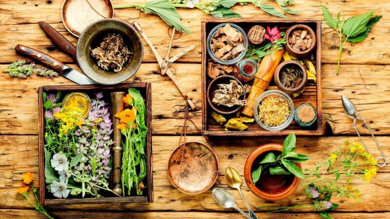 Poziewnik szorstki: właściwości i zastosowanie w ziołolecznictwie